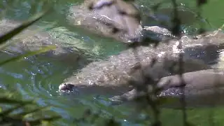 Blue Spring State Park sees manatees return early in record numbers