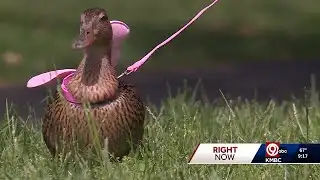 Blue Springs residents celebrate long-awaited approval for backyard hens