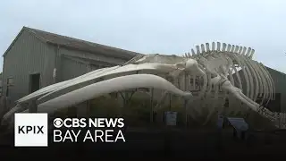 Blue whale skeleton at UC Santa Cruz gets a digital twin