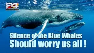 Blue whales