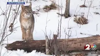 Bobcat sighting in area