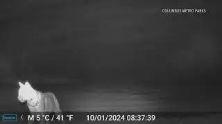 Bobcat spotted at Columbus park