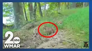 Bobcat spotted in Harford County! #news #wildlife