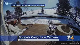 Bobcat Spotted In Littleton Backyard