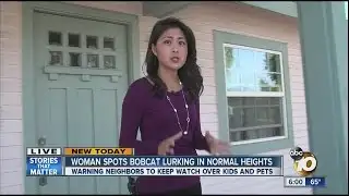 Bobcat Spotted Roaming Normal Heights