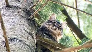 Boozy reward offered to save cat stuck in tree for 4 days