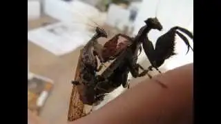 Boxer Mantis Mate 2 (Otomantis sp.)