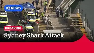 Boy critical after shark attack in Vaucluse, Sydney | ABC NEWS