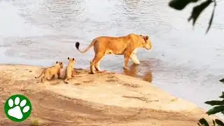 Brave lion cubs learn to cross river