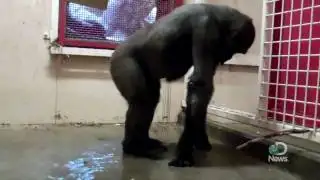 Breakdancing Gorilla at the Calgary Zoo Explained