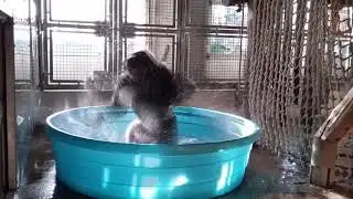 Breakdancing gorilla caught on camera making a splash