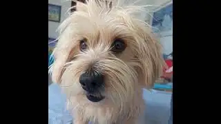 Breaking Barking News!