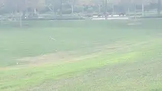 BREAKING NEWS: COYOTE SPOTTED AT ARBOR PARK