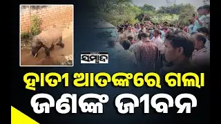 ହାତୀ ଆକ୍ରମଣରେ ଜଣେ ମୃତ: Breaking News || Elephant Attack in Begunia, Khordha || One Dead || Sambad