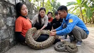 Breaking News: Giant Python Traps Young Girl – Dramatic Rescue Caught on Camera