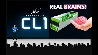 Breaking News: This Computer Runs on Living Human Brain Cells!