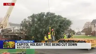 Bright Spot LIVE: Capitol Christmas Tree being cut down