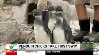 BRIGHT SPOT: Penguin chicks take first swim at Mystic Aquarium