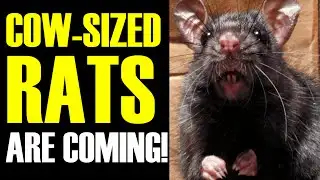 BRITAIN ATTACKED BY GIANT RATS! Kinda...