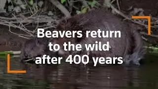 British beavers back in the wild after 400 years
