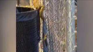 Brooklyn residents under siege from rodents, critters