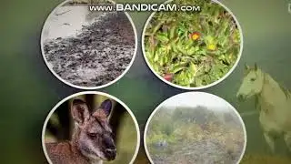 BTN || Brumby Control || 29/05/18 || Australia