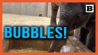 Bubble Time! Baby Elephant Blows Bubbles, Jets Water at St. Louie Zoo
