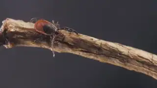 Budget-friendly ways to protect yourself and your pets from ticks