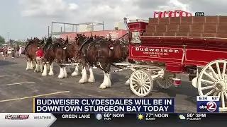 Budweiser Clydesdales coming to Sturgeon Bay