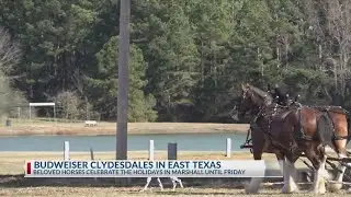 Budweiser Clydesdales to appear at Marshall’s Wonderland Lights