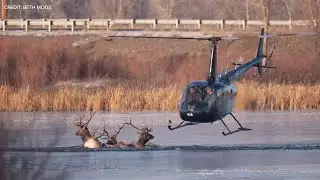 Bull elk rescued from icy pond in dramatic helicopter operation