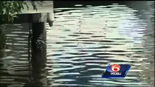 Bull sharks spotted in Northshore waters