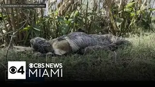 Burmese pythons can eat bigger prey than realized, Florida scientists warn