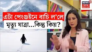 But Why Penguin Explained | এটা পেংগুইনে বাচি ল’লে মৃত্যু যাত্ৰা...কিন্তু কিয়? N18G