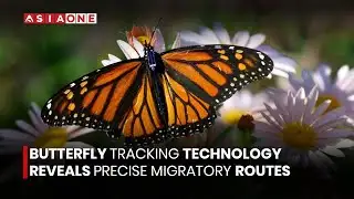 Butterfly Tracking Technology Reveals Precise Migratory Routes  | Asia One News