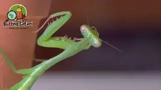 Buzzing Safari Season 01 TRAILER