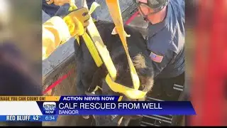 CAL FIRE Butte Unit performs rope rescue of calf that falls into dry well