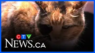 Calgary cat lost and found (nearly 10 years later)