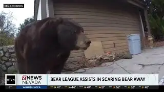 California bear has been living underneath house