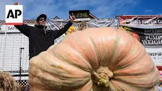 California engineer wins pumpkin contest with 2,346-pound gourd