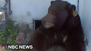 California man lives with bear that refuses to leave his crawl space