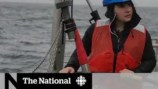 California wildfires impact marine life | Dispatch