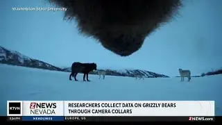 Camera collars on grizzly bears