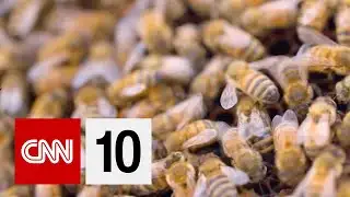 Can Bees Detect Covid-19?