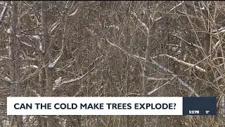 Can the cold make trees explode