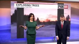 Can trees really "explode"?