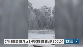 Can trees really explode in severe cold?