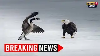 Canada Goose vs. Bald Eagle – A Stunning Battle on Ice