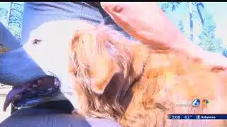 Canine distemper cases pose threat to local pet owners