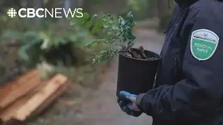 CapU students and volunteers take part in forest resiliency initiative